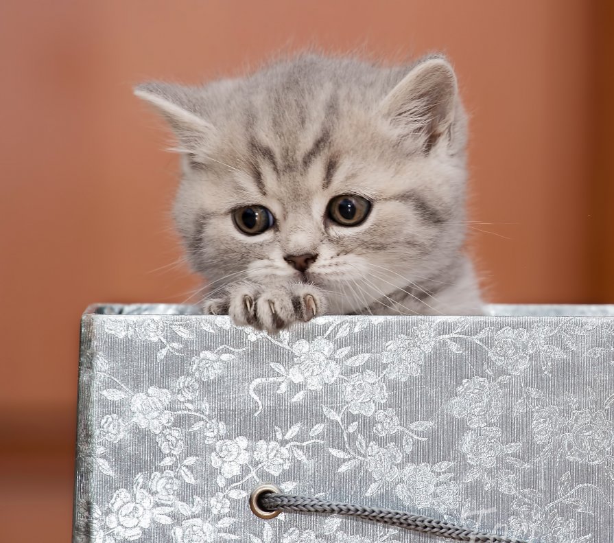 * - Екатерина Тележенко * - Екатерина Тележенко