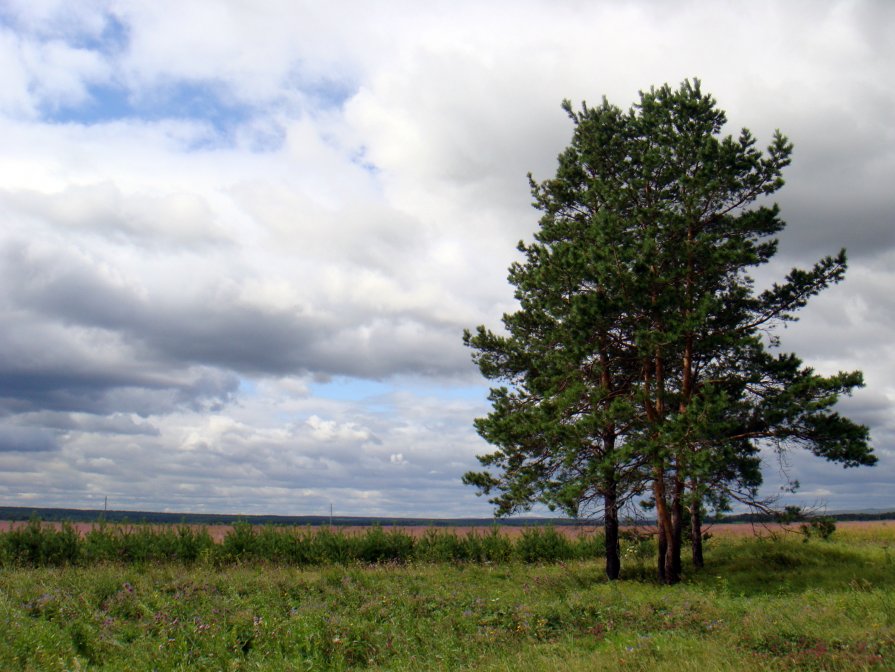 *** - Елизавета Успенская