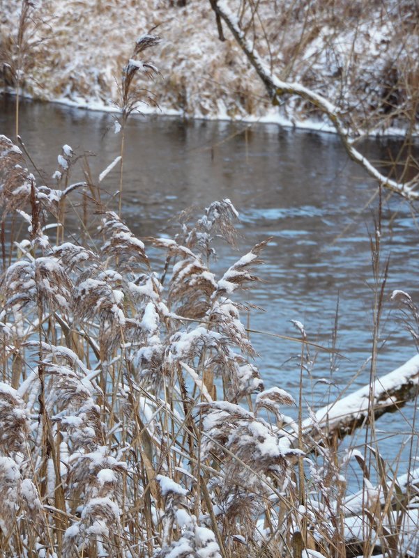 Преддверие зимы... - Наталья Полочанка