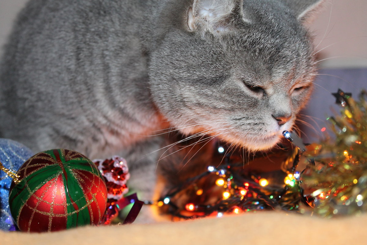 все ждут, даже кошки) - Татьяна Ov4innikova все ждут, даже кошки) - Татьяна Ov4innikova