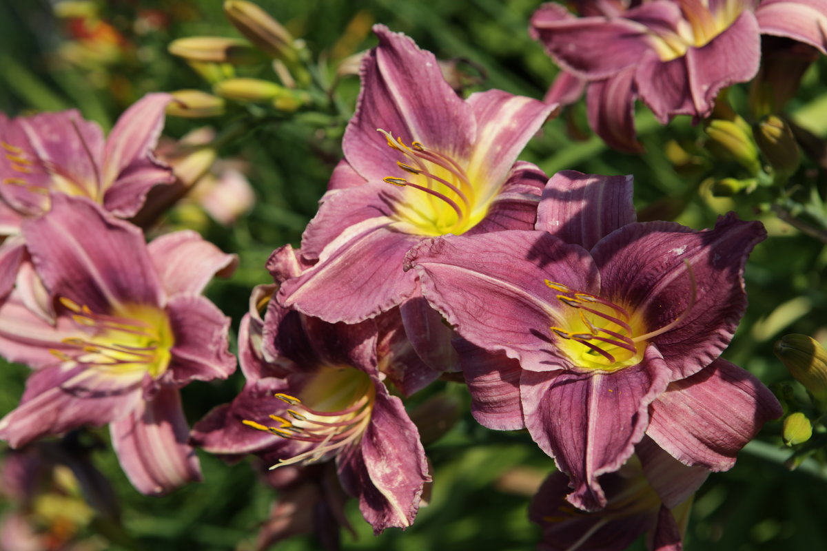 Лилейник в моем саду. - Irina Fabien Лилейник в моем саду. - Irina Fabien