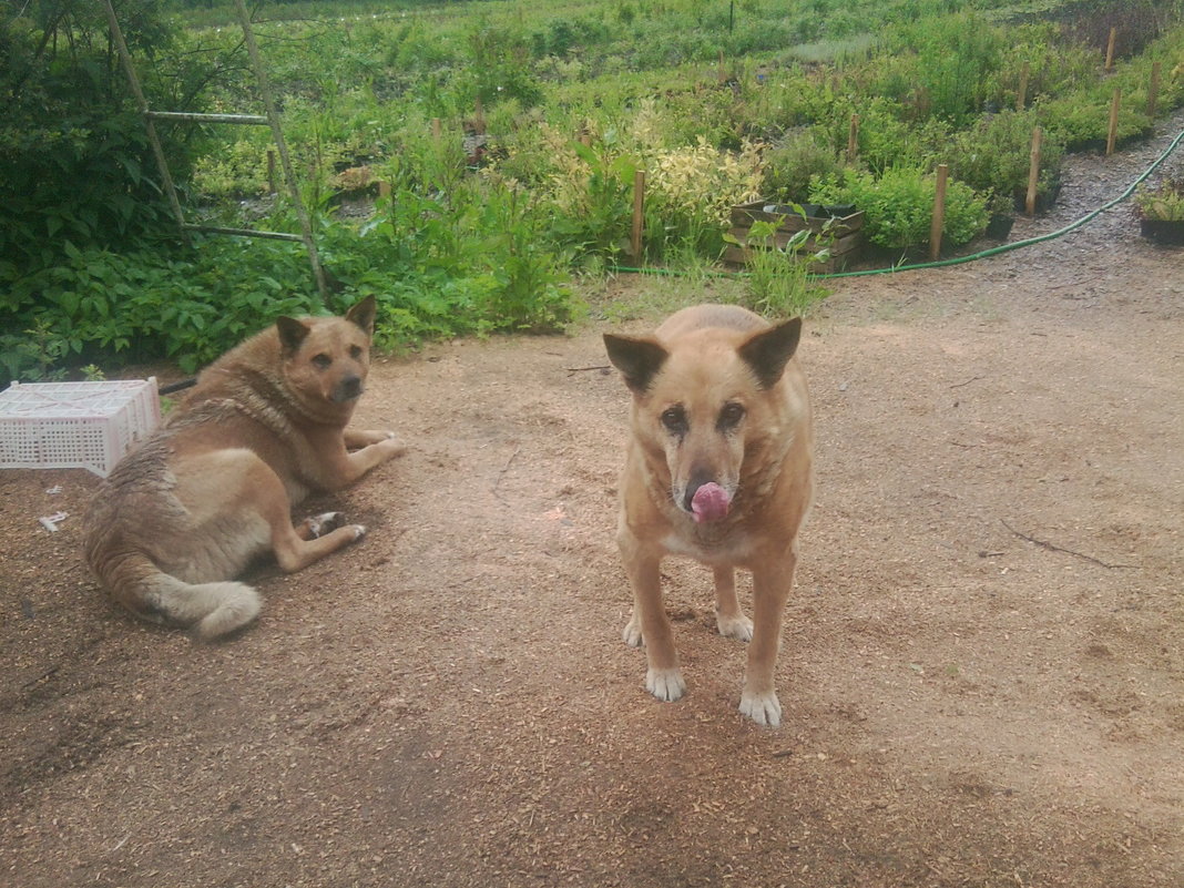 Собачки - Сапсан Собачки - Сапсан