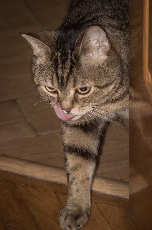 После сытного обеда - Elena Ignatova