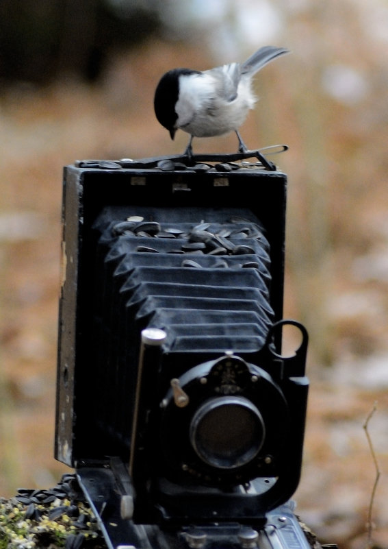 Гаичка - фотограф - Владимир Шиоевич Арбузов 