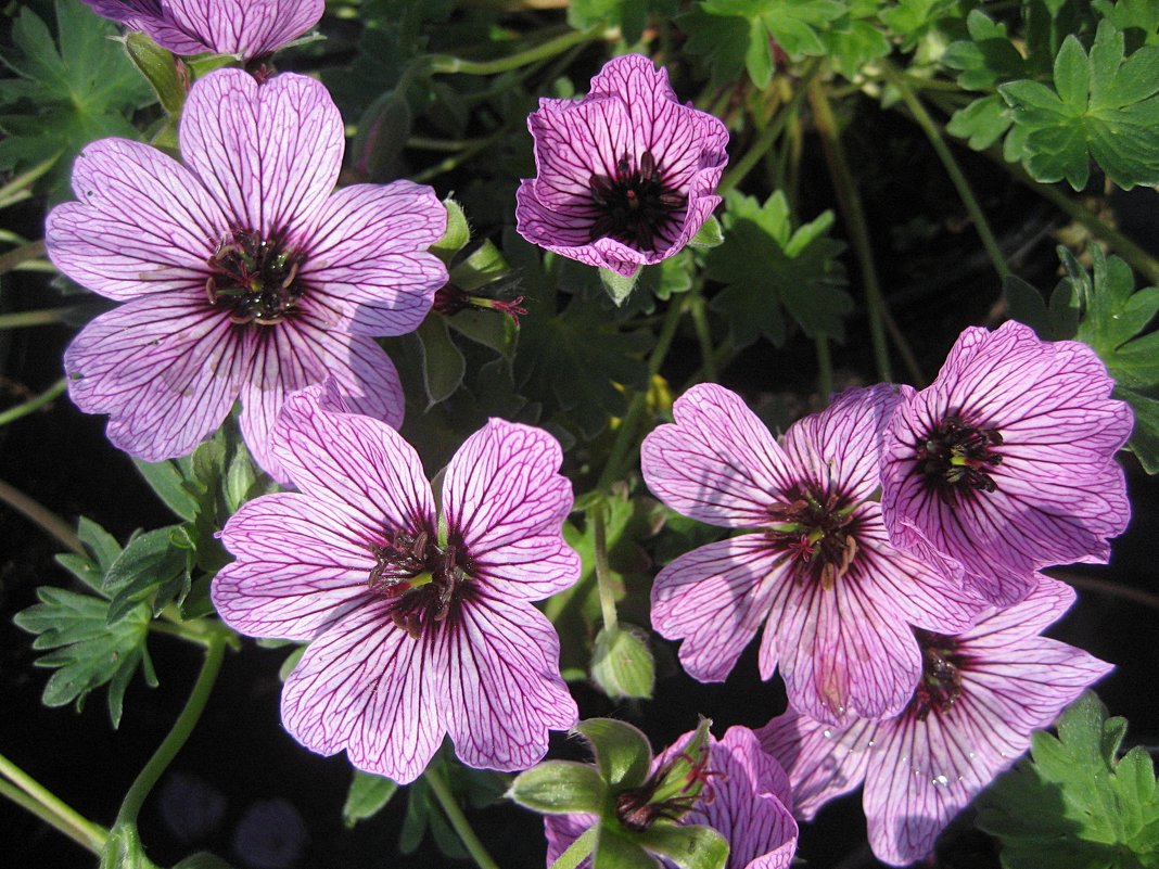 Geranium cinereum  " Ballerina "  / Герань - laana laadas