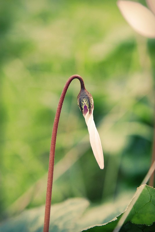 фото - mishanya boru