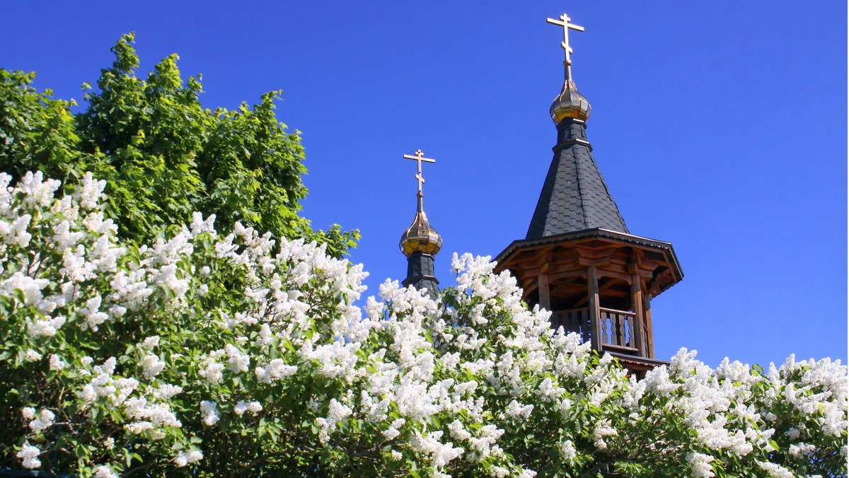 Vit - Алексей Петров Vit - Алексей Петров