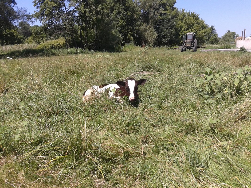 Телёнок - Юлия Закопайло