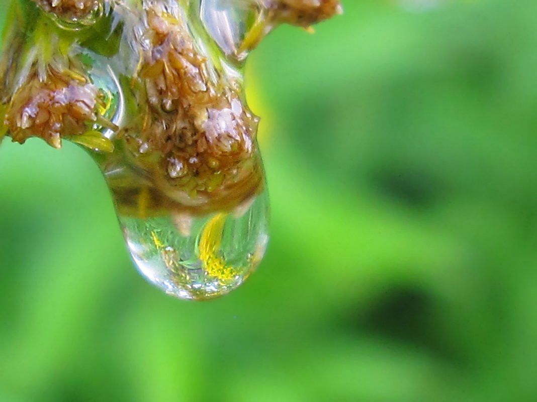 Капелька - Елена Palenavi Капелька - Елена Palenavi