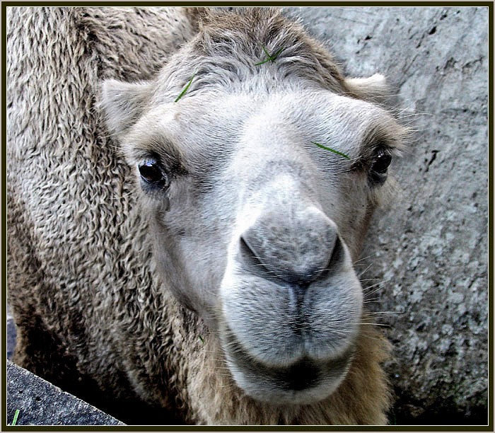 Ах эти чёрные глаза! - Владимир 