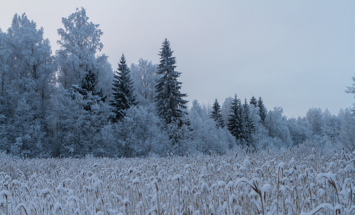 Про места обитания лягушек - Сергей Быстров Про места обитания лягушек - Сергей Быстров