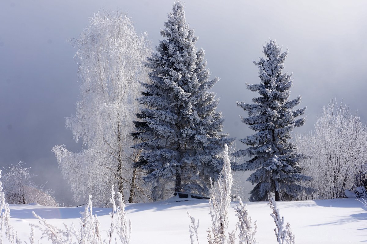 морозно - Галина Подлопушная морозно - Галина Подлопушная