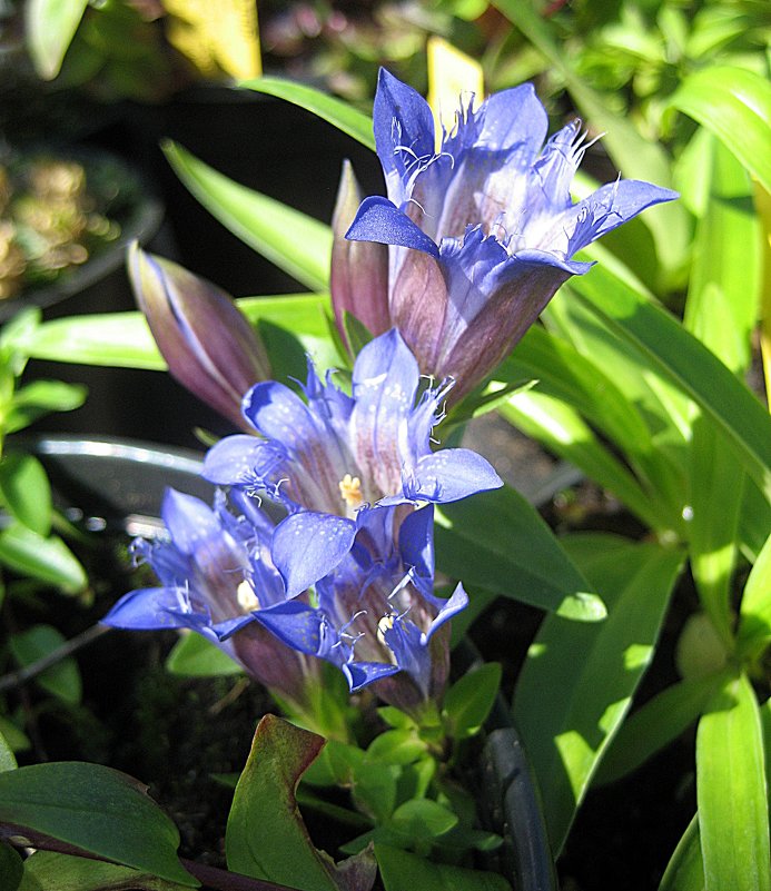 Gentiana " Septemfida " / Горечавка или Гентиана - laana laadas