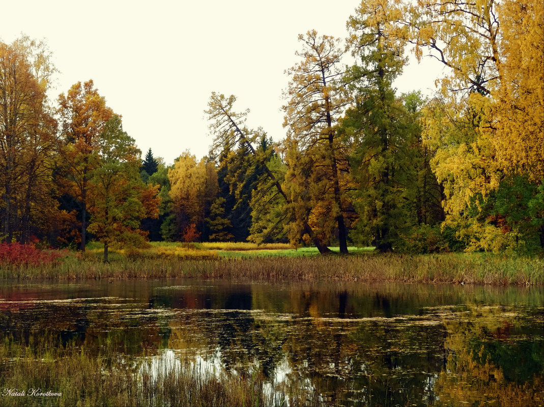 *** - Наталия Короткова