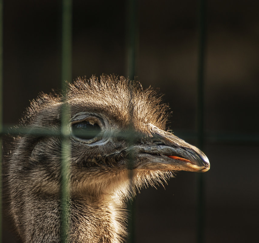 Клетка. - Lidija Abeltinja Клетка. - Lidija Abeltinja