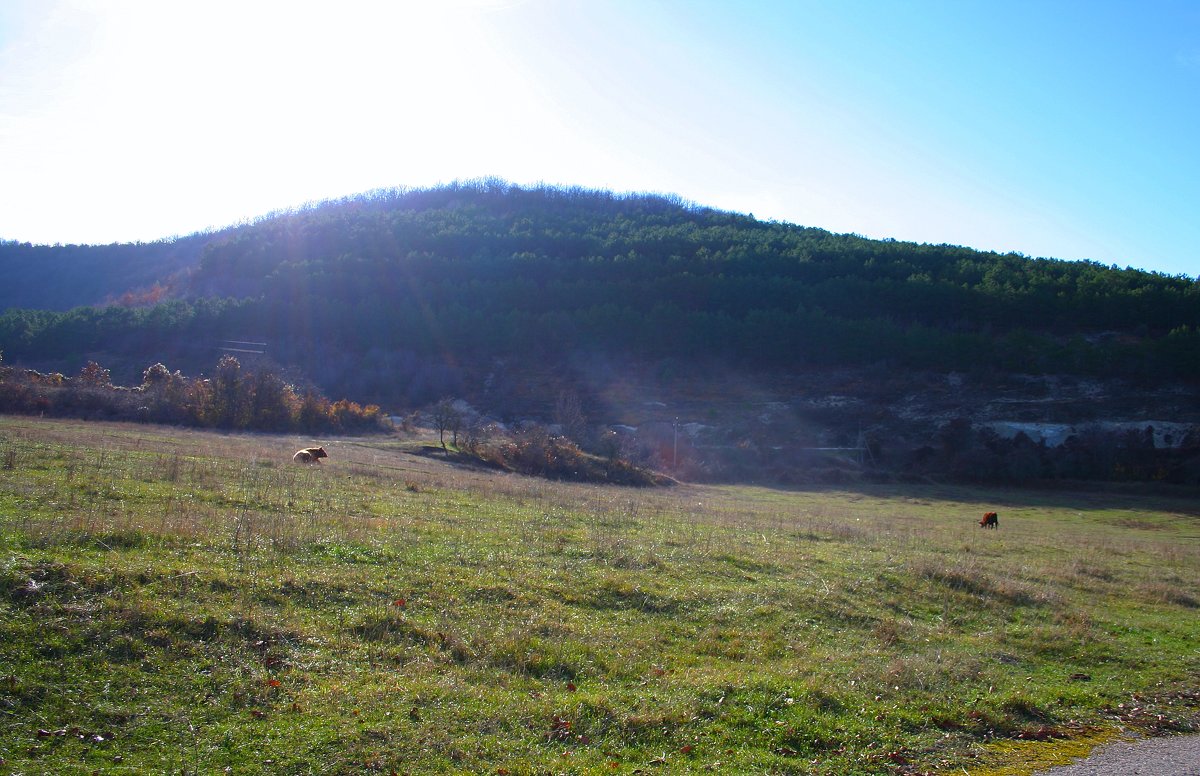 луг - виктория коробчук