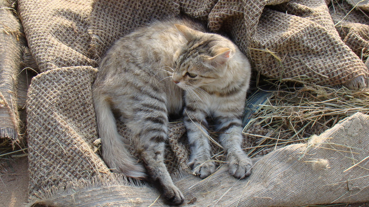 Мурка - Ирина 