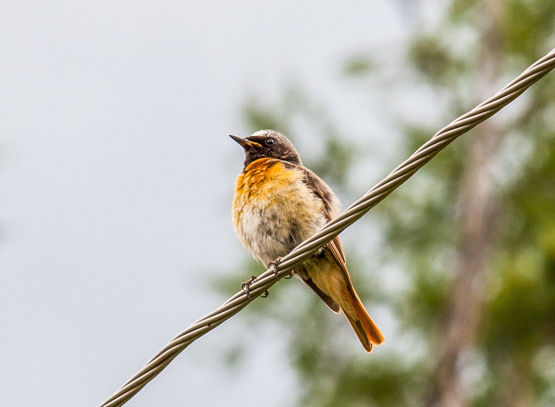 ... - Олег Мартоник ... - Олег Мартоник