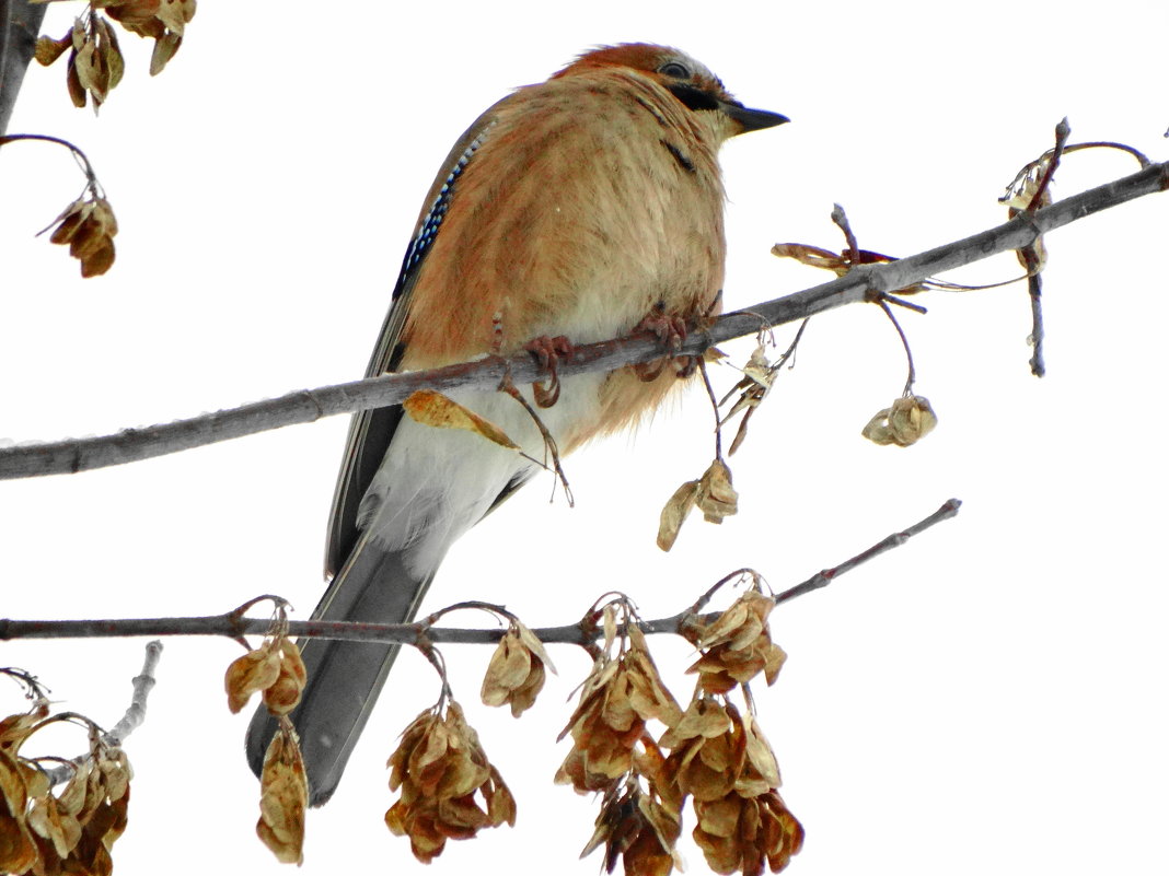 сойка - Михаил Жуковский сойка - Михаил Жуковский