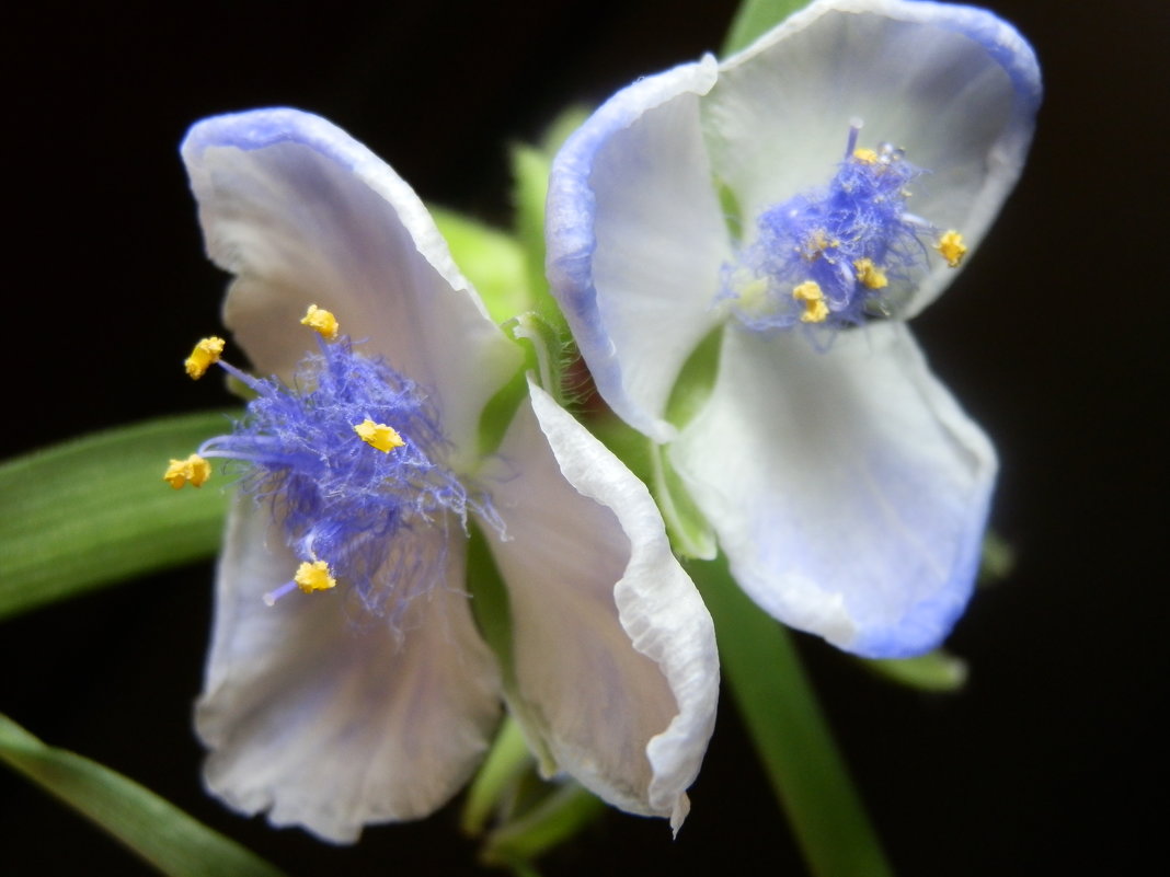 Голубая традесканция. - Королева Надежда 