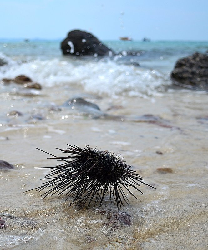 Морской ежик выходит на прогулку - Денис Шевчук Морской ежик выходит на прогулку - Денис Шевчук