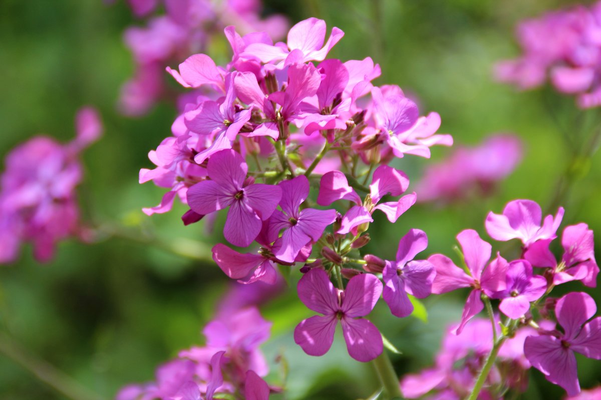 Флоксы - Леонид Марголис Флоксы - Леонид Марголис