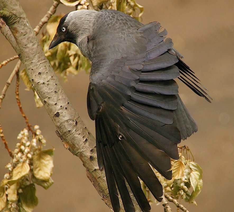 Вот так ! - kolyeretka Вот так ! - kolyeretka