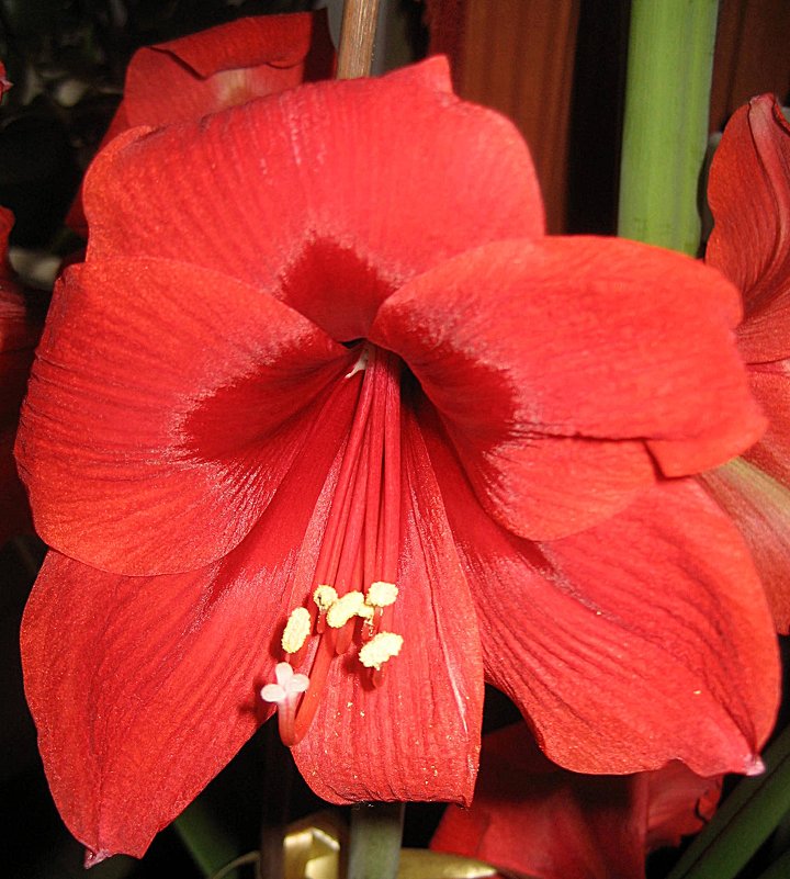 Гиппеаструм (Hippeastrum) - laana laadas