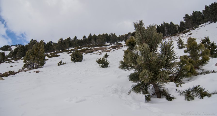 елочка - AleksandraN Naumova