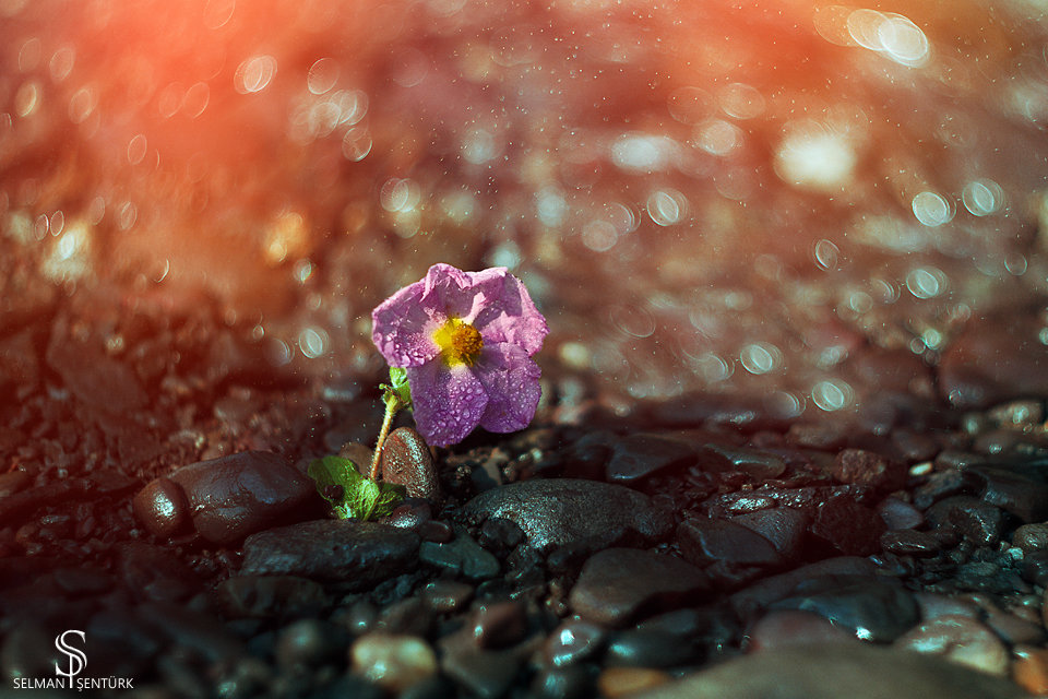 bokeh - Selman Şentürk