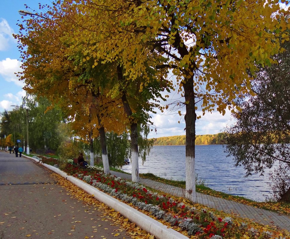 Плёс. Деревья вдоль берега Волги - Валентина. .