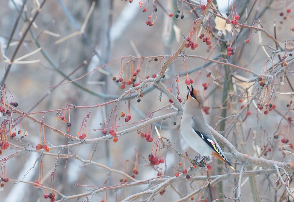 После первой не закусывал - Роман Мещеряков