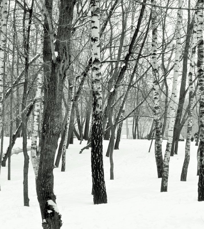 городские джунгли - Yulia Sherstyuk