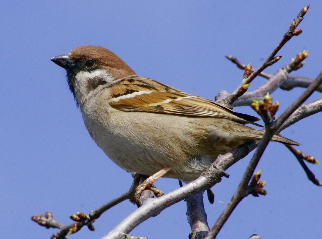 Воробей. - bybyakovo Ми