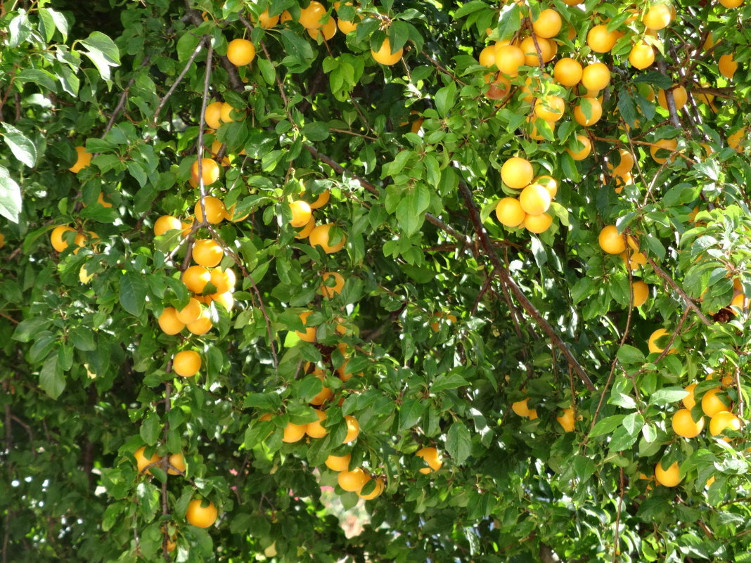 Воспоминание о лете - Ирина Н