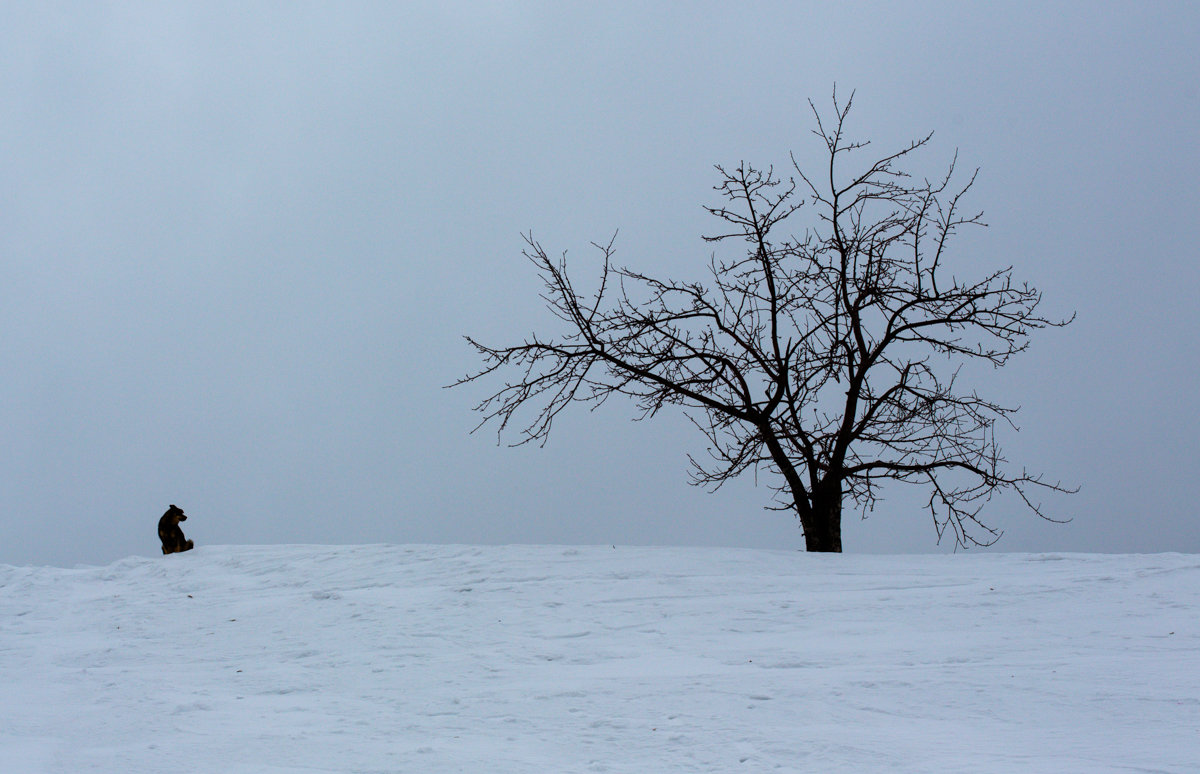 Два одиночества на краю зимы... - Дмитрий Гортинский Два одиночества на краю зимы... - Дмитрий Гортинский