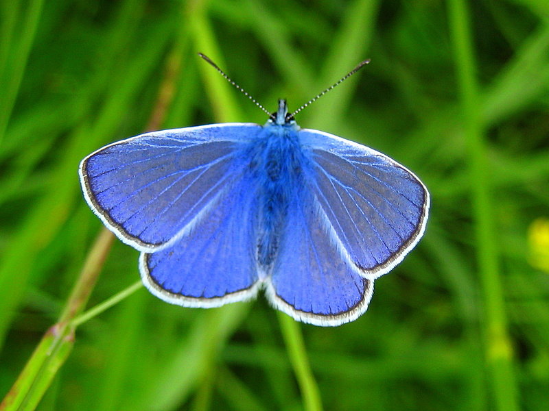 Голубянка - оля san-alondra