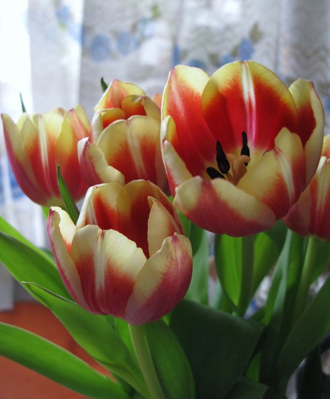 С Днём Рождения, Лидочка!!! - ТАТЬЯНА (tatik)