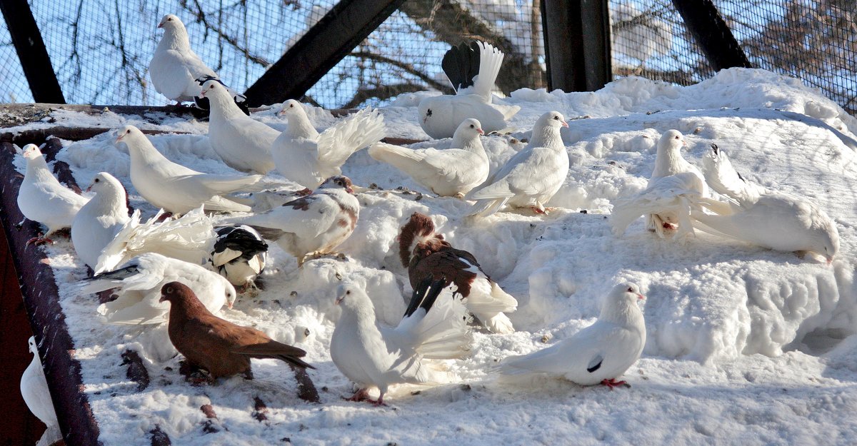 г917 - Аркадий Лаптенко