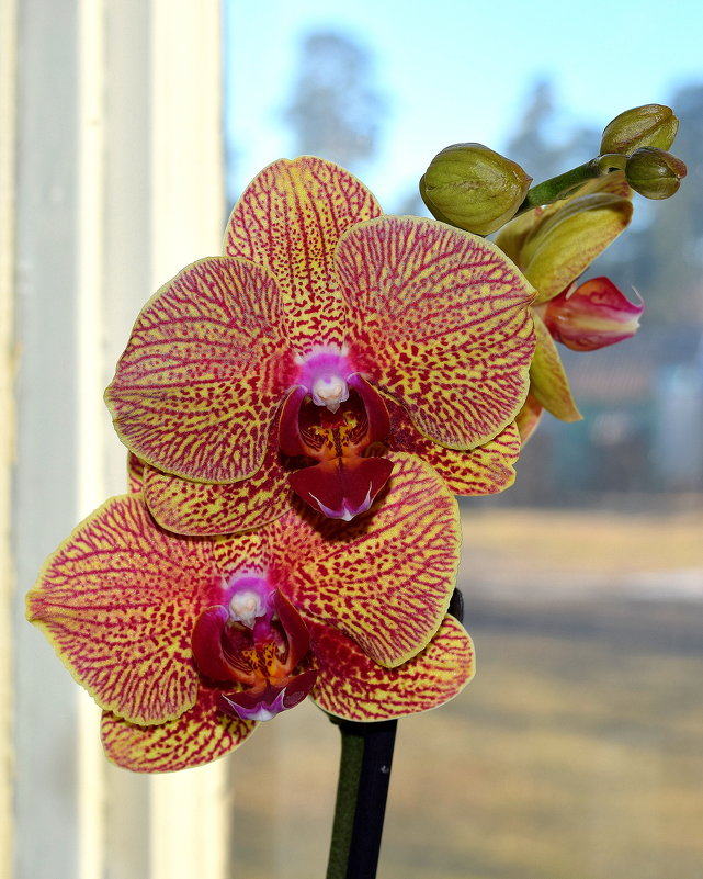 ***** - Лёха Дидус