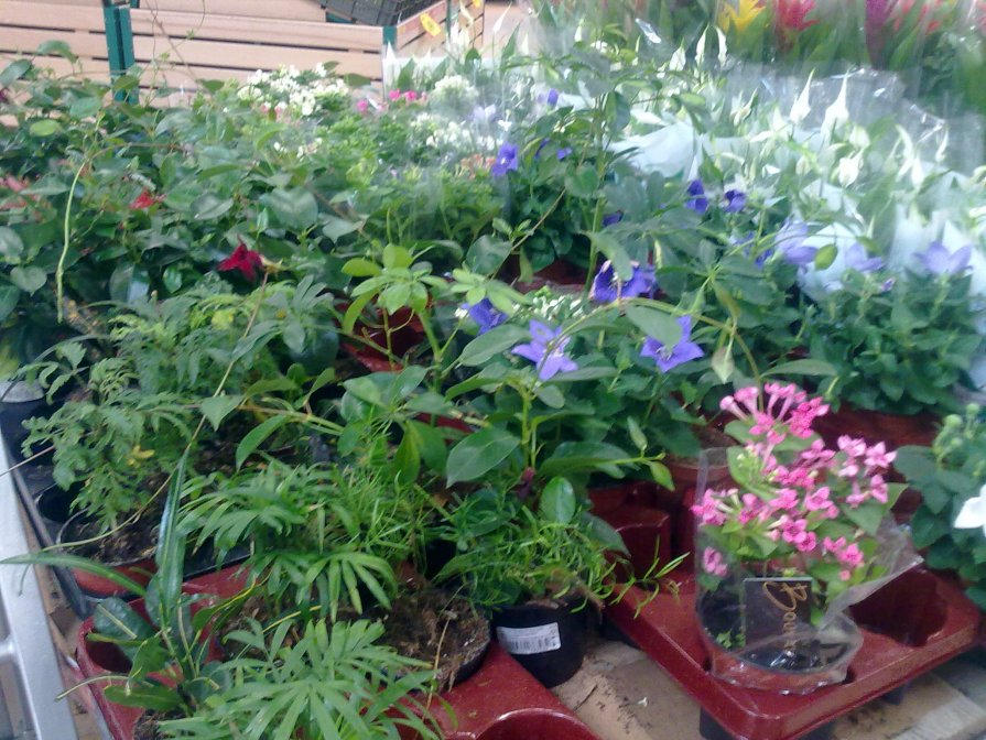 cvety - жанара zhanara