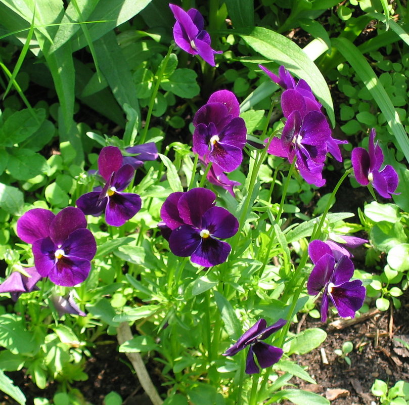 Сиреневые - галина 