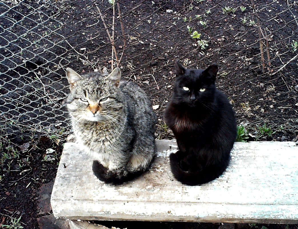 В ожидании хозяина с рыбалки - Анатолий В ожидании хозяина с рыбалки - Анатолий