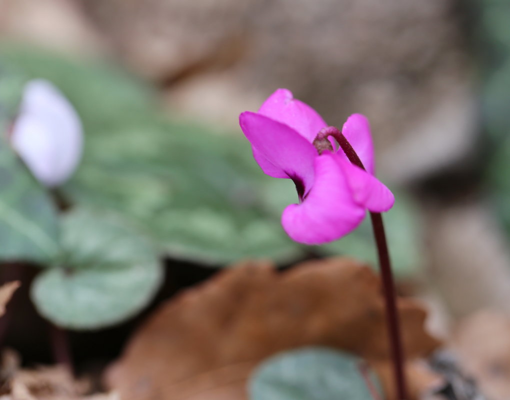 цикламен - Нина Сигаева