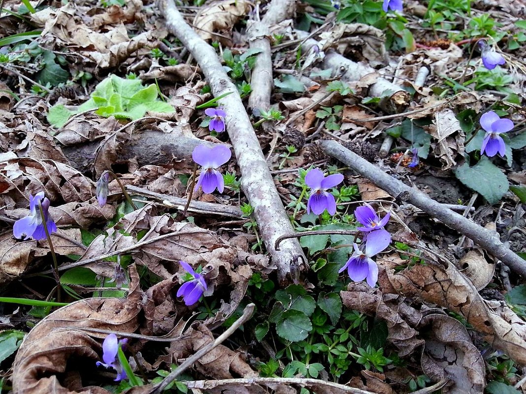 ВЕСНА - Tata Wolf