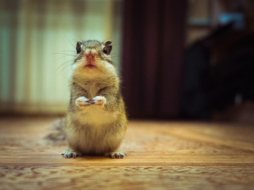 Бурундук - Артемий Кошелев