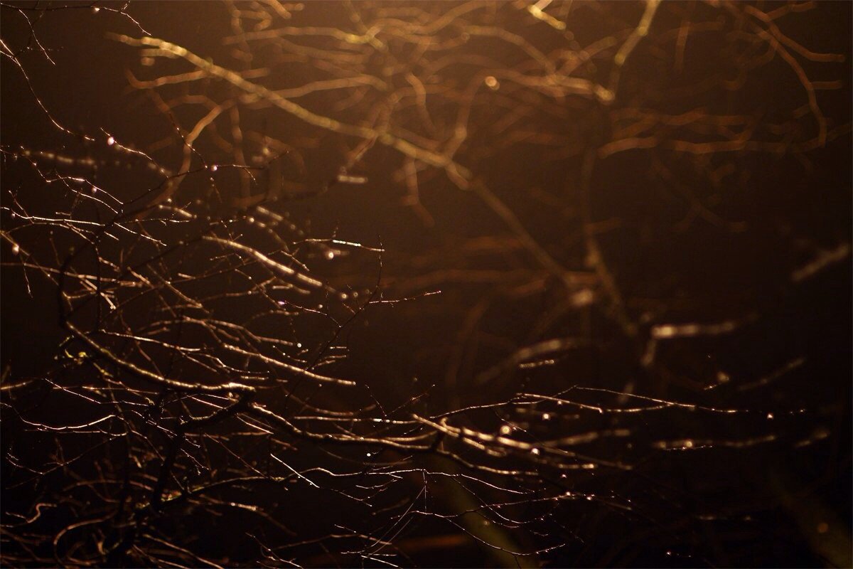 ... - Alexander Kovalkov