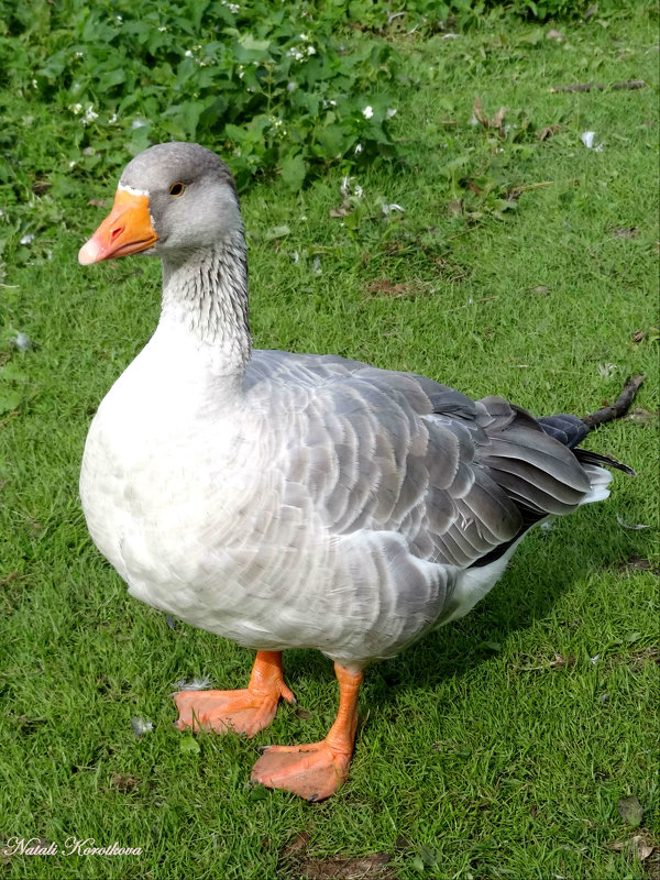 *** - Наталия Короткова