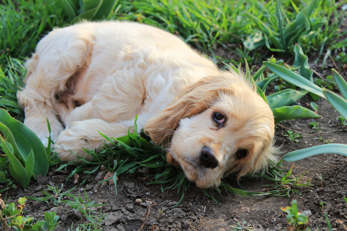 Взгруснулось - Алексей Ломаш