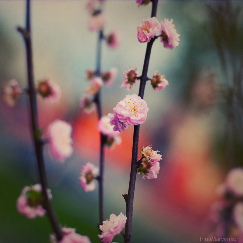 lovely flowers - Ирина Марьенко